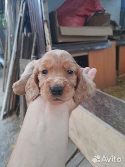 Английский кокер спаниель