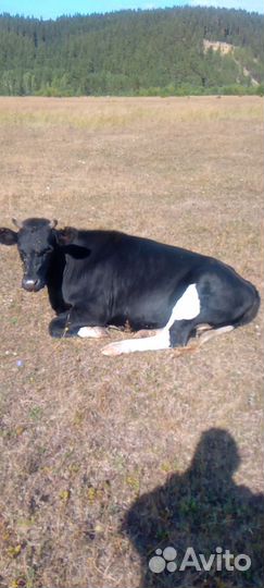 Телки стельные