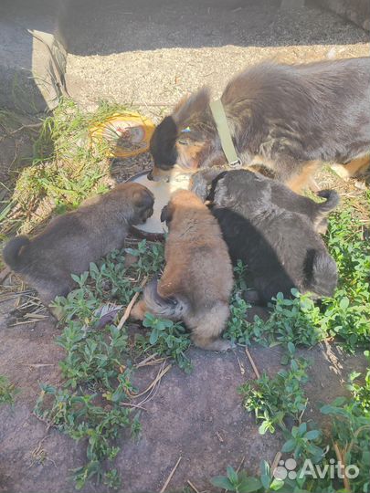 Собаки бесплатно в добрые руки щенки