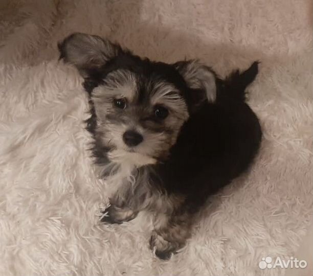 Щенки кхс