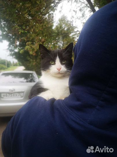 Кот в добрые руки