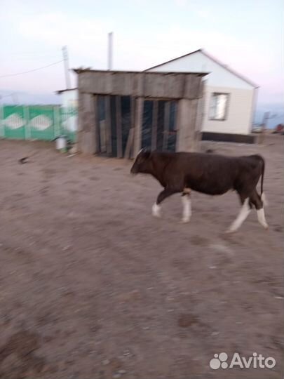 Бычки и телки