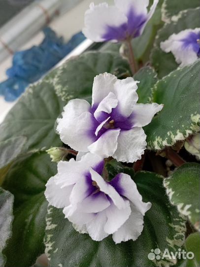Фиалки сортовые