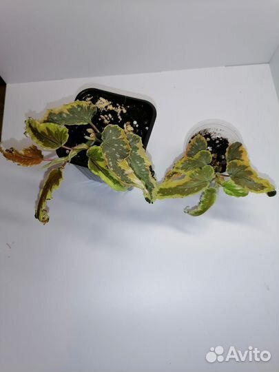 Бегонии кейны, природные, рексы