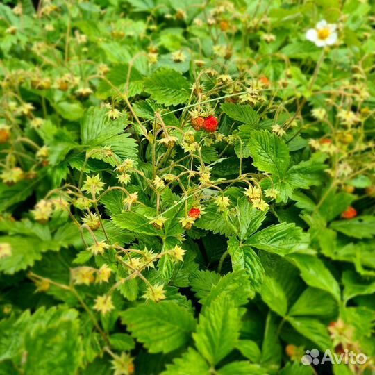 Земляника садовая саженцы