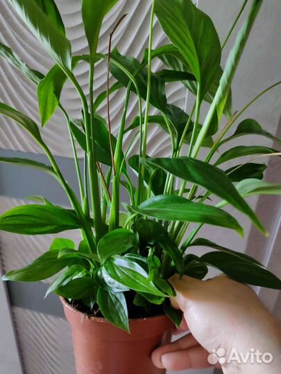 Спатифиллум Диамант, Ромео, Сильвер купидо