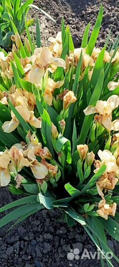 Ирисы Бордюрные