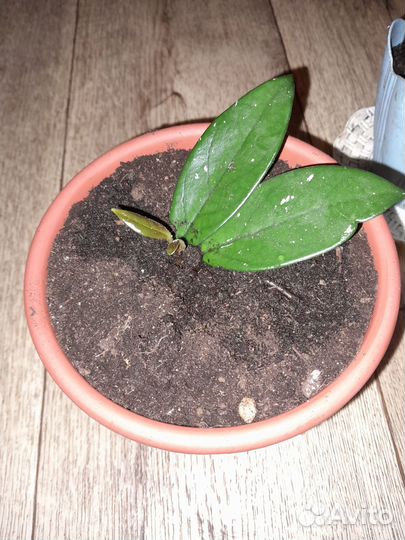 Продам цветы комнатные