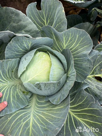 Капуста и картофель оптом