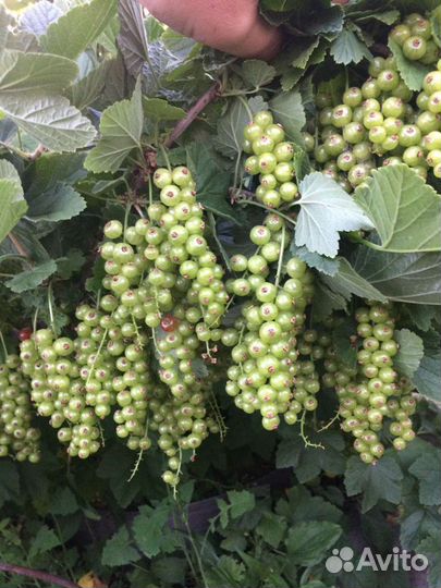 Саженцы красной смородины