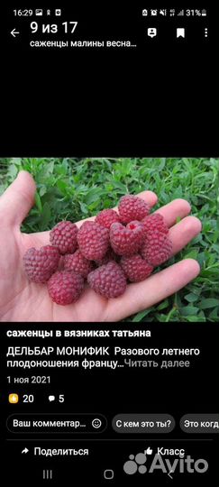 Саженцы малины