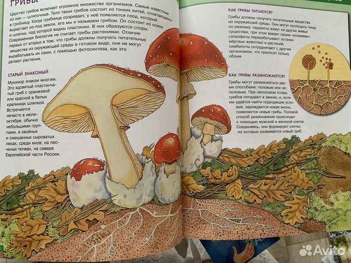 Энциклопедии Моя большая книга и Начальной школы