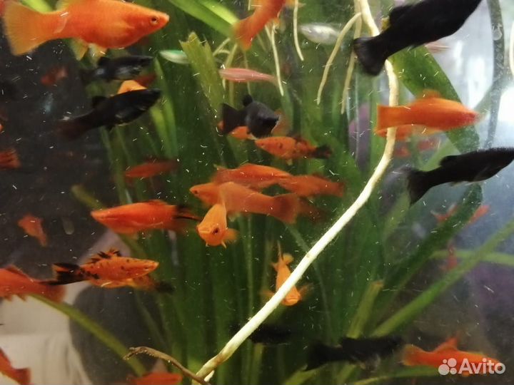 Меченосцы и моллинезии