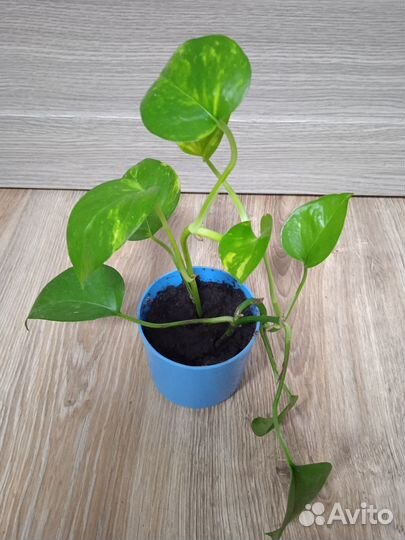 Комнатный цветок -эпипремнум