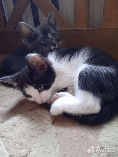 Кошка в дар