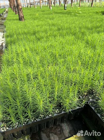 Сеянцы Сосны с зкс Ель Окс Лиственница Кедр Сибир