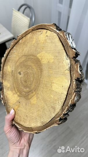 Спилы березы