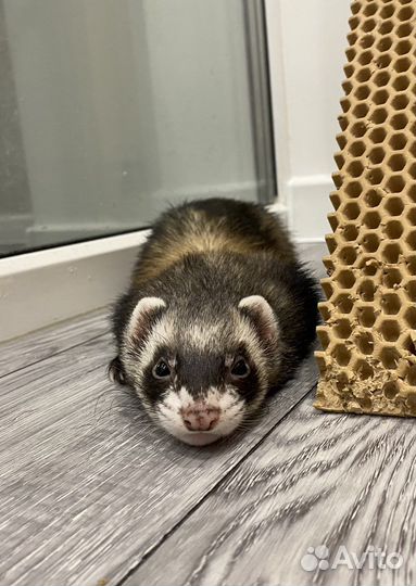 Хорьки с клеткой