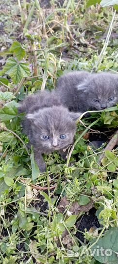 Британская кошка в дар