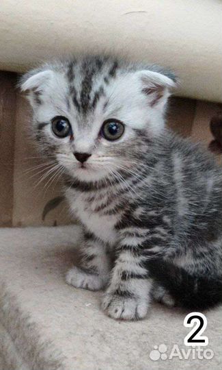 Шотландские котята