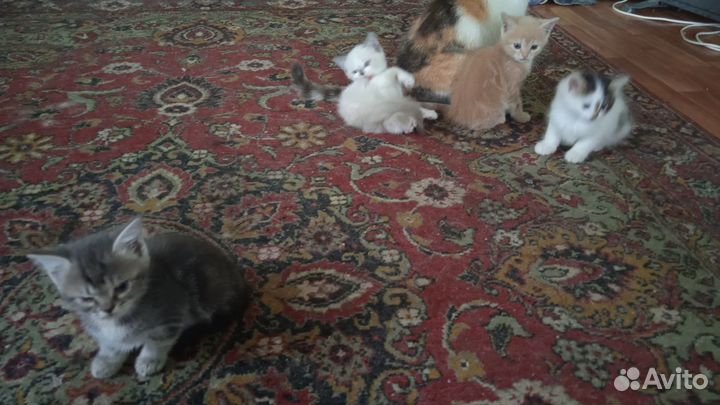 Котята в добрые руки