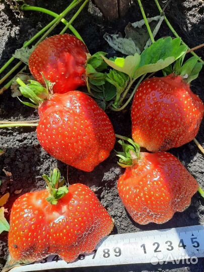 Рассада клубники окс Азия, Фестивальная, Ремонтан