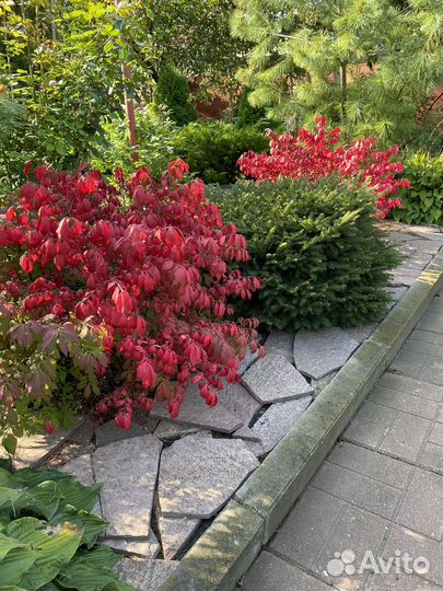 Бересклет крылатый