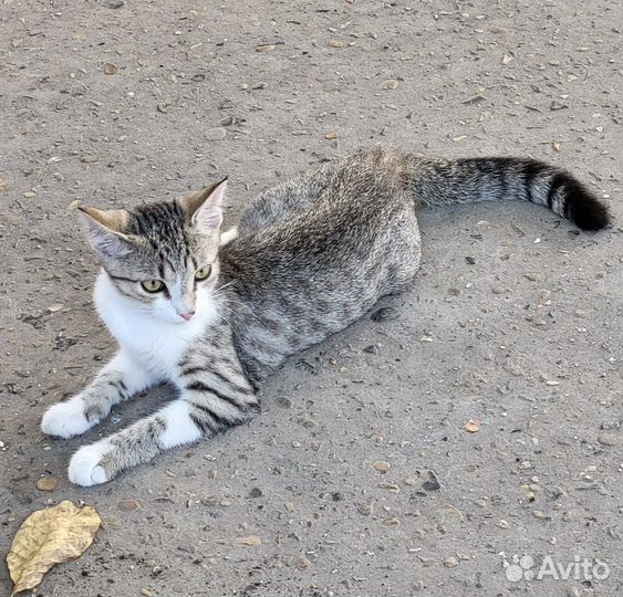 Котик и кошечка малыши)