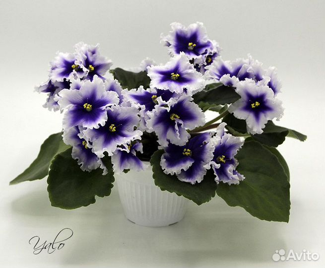 Сортовые фиалки