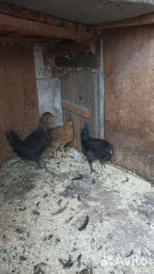 Курочки молодки