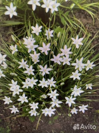 Птицемлечник