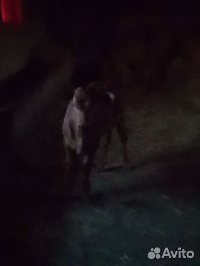 Бычки Телята