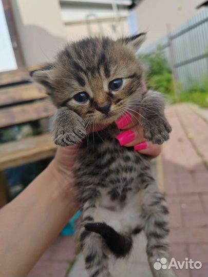 Вислоухие котята в добрые руки