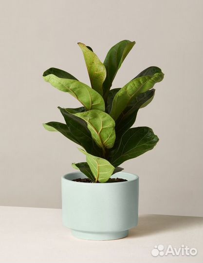 Фикус лирата бамбино Н30