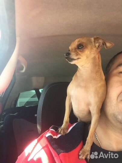 Мини Той-терьер