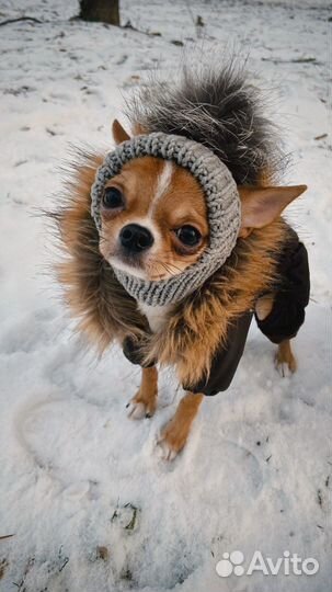 Зимний комбинезон для собаки