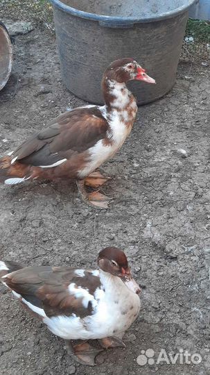 Мускусные утки