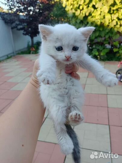 Котята в добрые руки бесплатно