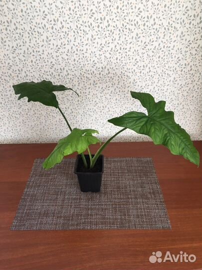 Сингониум Австралия