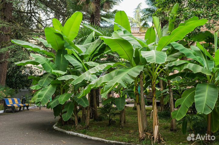 Банан (musa) саженцы разных размеров от 50 см до5м