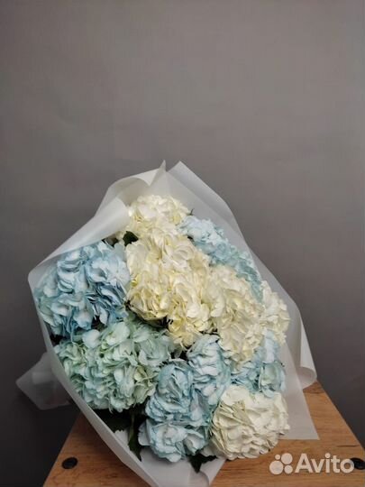 Гортензии изысканные