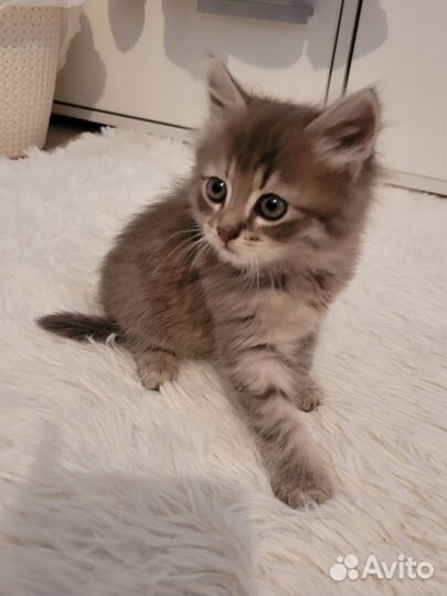 Отдам котят в добрые руки