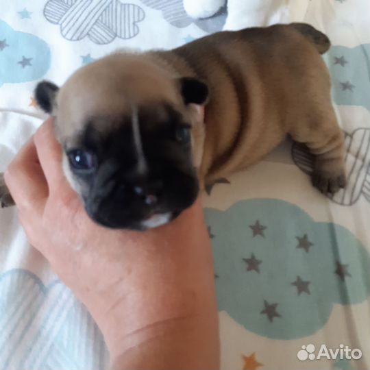 Французский бульдог щенки