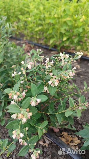 Снежноягодник саженцы