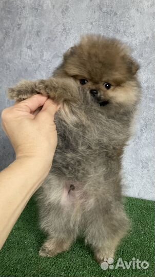 Шпиц мальчик померанец