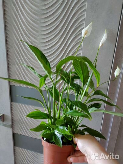 Спатифиллум Диамант, Ромео, Сильвер купидо