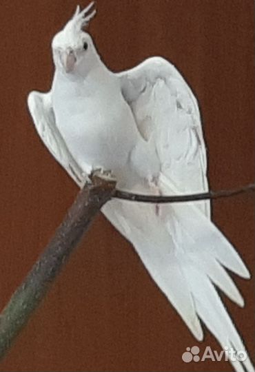 Пара попугаев самка и самец, половозрелые