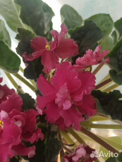 Фиалочка, сорт 