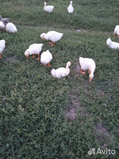 Подрощенные домашние гусята Линда