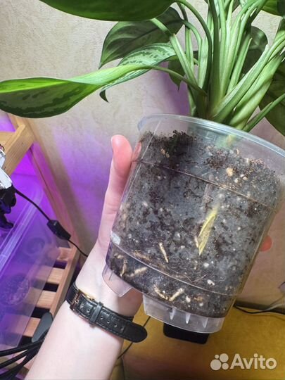 Аглаонема сильвер квин